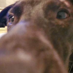 Meet your Posher, Todd